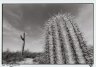 <p>Saguaro Cactus (<em> Carnegiea gigantea </em>), Organ Pipe National Monument, AR, USA</p>